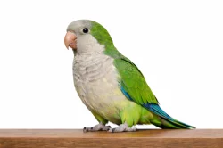 Koupím mníšek šedý nebo amazonek ( pionus )