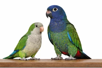 Koupím mníšek šedý nebo amazonek ( pionus )