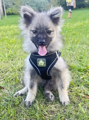 Německý špic malý s PP FCI