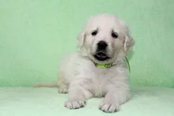 Slovenský čuvač s PP