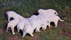 Slovenský čuvač s PP