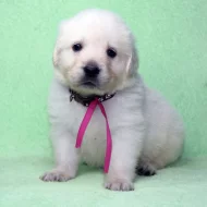 Slovenský čuvač s PP