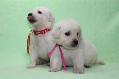 Slovenský čuvač s PP