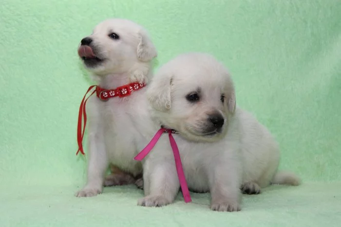 Slovenský čuvač s PP