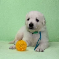 Slovenský čuvač s PP