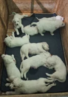 Slovenský čuvač s PP