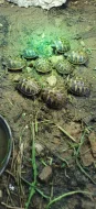 Prodám letošní mláďata Testudo Hermanni