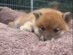 Shiba inu štěňátka