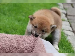 Shiba inu štěňátka