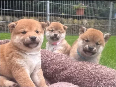 Shiba inu štěňátka