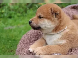Shiba inu štěňátka