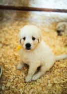 Slovenský čuvač - štěňátka s PP