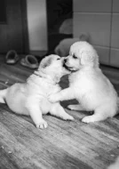 Slovenský čuvač - štěňátka s PP