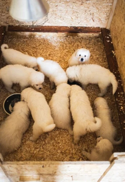 Slovenský čuvač - štěňátka s PP