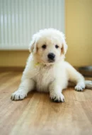 Slovenský čuvač - štěňátka s PP