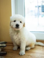 Slovenský čuvač - štěňátka s PP