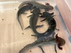 Nabízím mláďata axelotla mexického