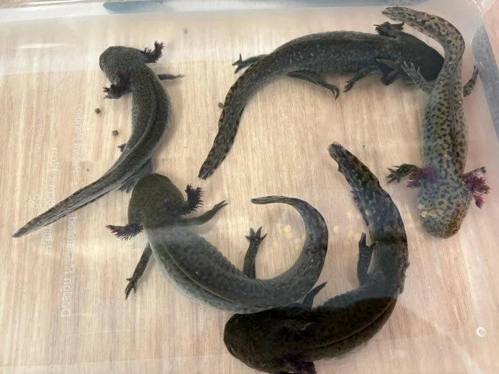 Nabízím mláďata axelotla mexického