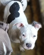 Americký stafordšírský teriér modrá št.s rodokmenem k odběru