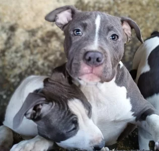 Americký stafordšírský teriér modrá št.s rodokmenem k odběru