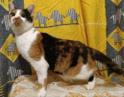 Kočička Bára hledá nový domov