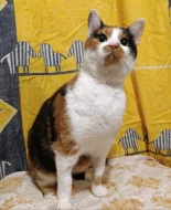 Kočička Bára hledá nový domov