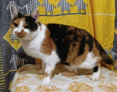 Kočička Bára hledá nový domov