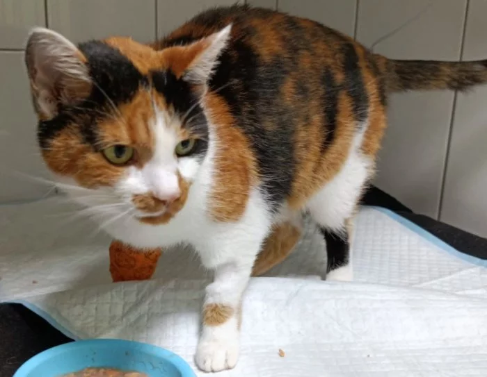 Kočička Bára hledá nový domov