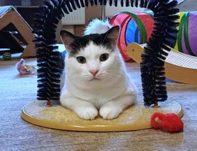 Kocourek Alien hledá nový domov