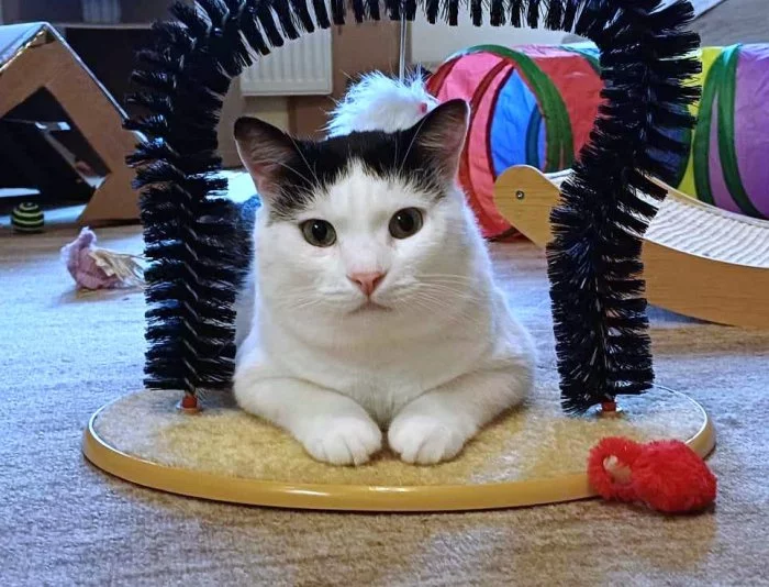 Kocourek Alien hledá nový domov