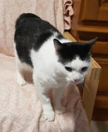 Kocourek Alien hledá nový domov