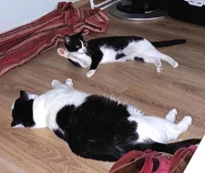 Kocourek Alien hledá nový domov