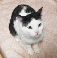 Kocourek Alien hledá nový domov