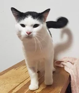 Kocourek Alien hledá nový domov