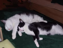 Kocourek Alien hledá nový domov