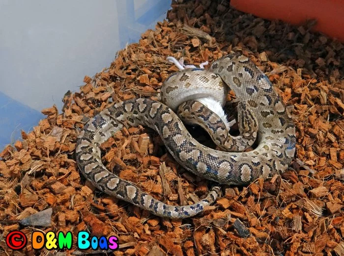 Tohoto samečka Epicrates cenchria alvarezi