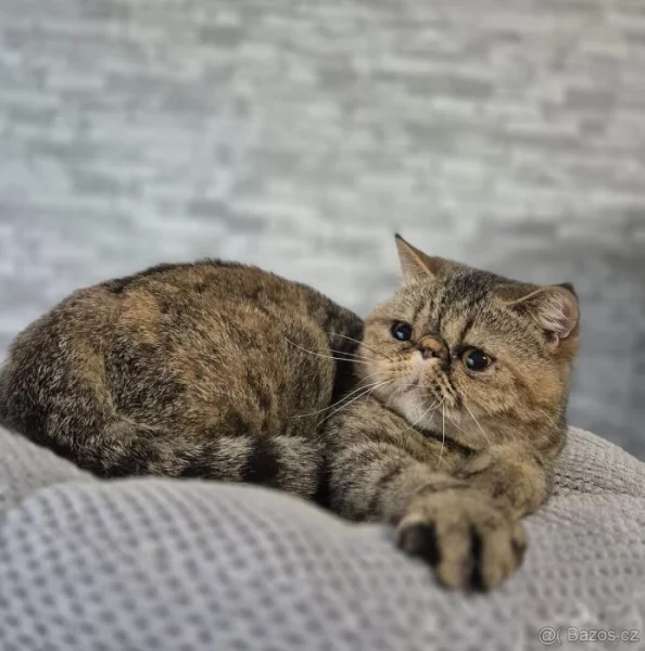 Exotická kočička s PP