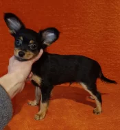 Ruský toy dlouhosrstý