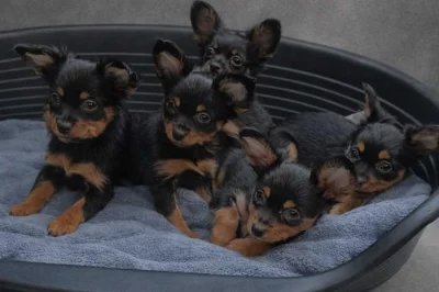 Ruský toy dlouhosrstý