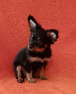 Ruský toy dlouhosrstý