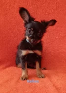 Ruský toy dlouhosrstý