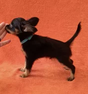 Ruský toy dlouhosrstý