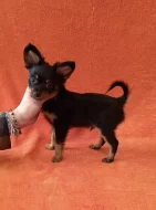 Ruský toy dlouhosrstý