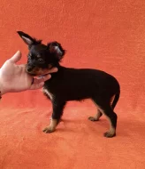 Ruský toy dlouhosrstý