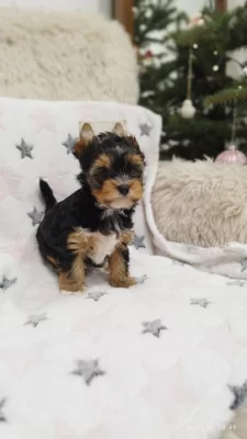 Jorkšírský teriér spaltbiewer s průkazem původu