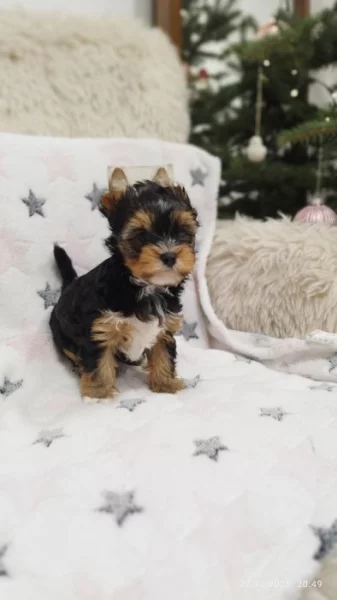 Jorkšírský teriér spaltbiewer s průkazem původu