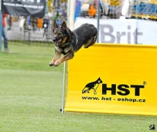 Německý ovčák štěnata s pp