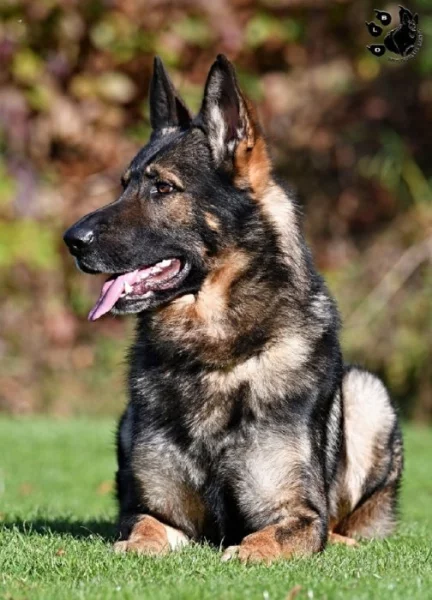 Německý ovčák štěnata s pp