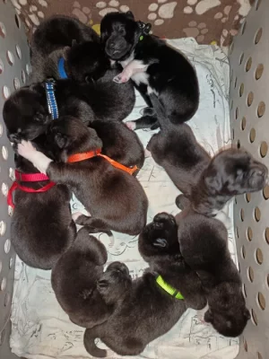 štěňátka Americké Akity s PP prodám