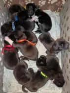 štěňátka Americké Akity s PP prodám